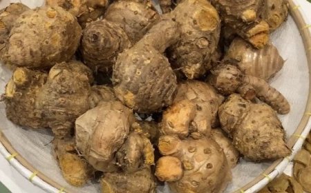 Temulawak Ditetapkan Sebagai Tanaman Obat Unggulan Indonesia