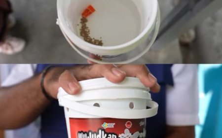 Inovasi Wolbachia Efektif Turunkan Kasus DBD Sudah Teruji Berhasil Di Berbagai Negara