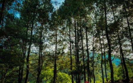 Nyamannya Nge-Camp Di Bukit Pinus Paseban