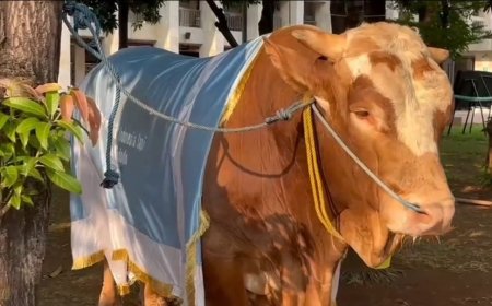 Sapi Kurban Jokowi & Ma'ruf Amin Miliki Berat 1 Ton Di Masjid Istiqlal