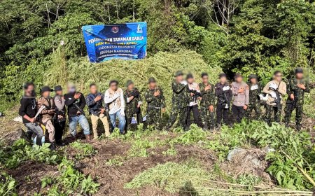 Operasi di Ketinggian 1.800 MDPL, BNN Aceh Temukan 12 Hektare Ladang Ganja