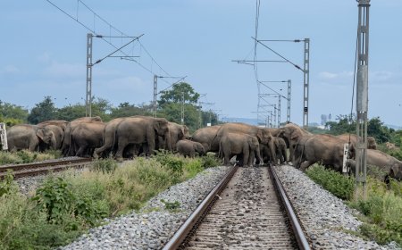 Aksi Heroik di Alipurduar: Saat Laju Besi Mengalah pada Kawanan Gajah