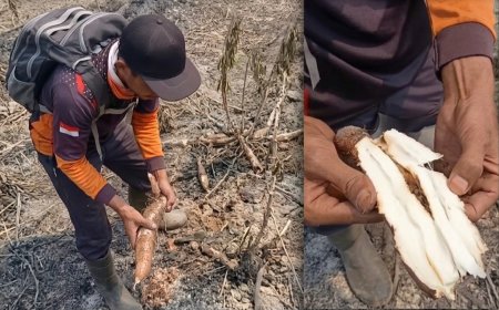 Momen Unik Pemadam Kebakaran Temukan Singkong Siap Makan di Lokasi Karhutla