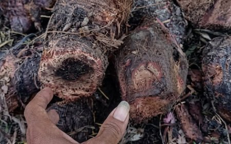 Mengenal Potensi Bonggol Pisang Monyet sebagai Ramuan Alami Penurun Gula Darah