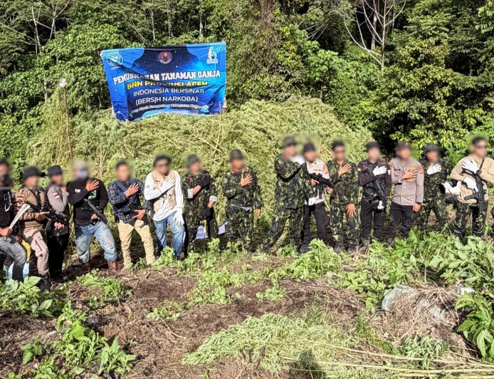 Operasi di Ketinggian 1.800 MDPL, BNN Aceh Temukan 12 Hektare Ladang Ganja