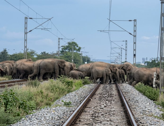 Aksi Heroik di Alipurduar: Saat Laju Besi Mengalah pada Kawanan Gajah