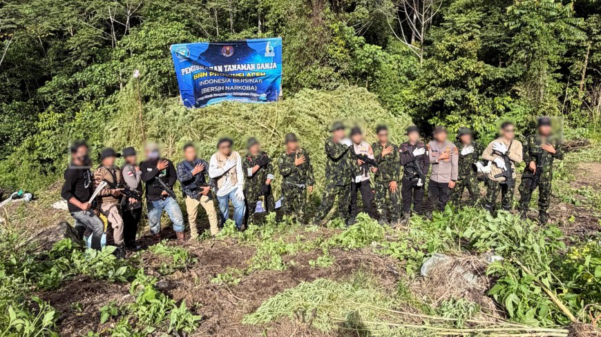 Operasi di Ketinggian 1.800 MDPL, BNN Aceh Temukan 12 Hektare Ladang Ganja