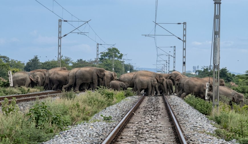 Aksi Heroik di Alipurduar: Saat Laju Besi Mengalah pada Kawanan Gajah