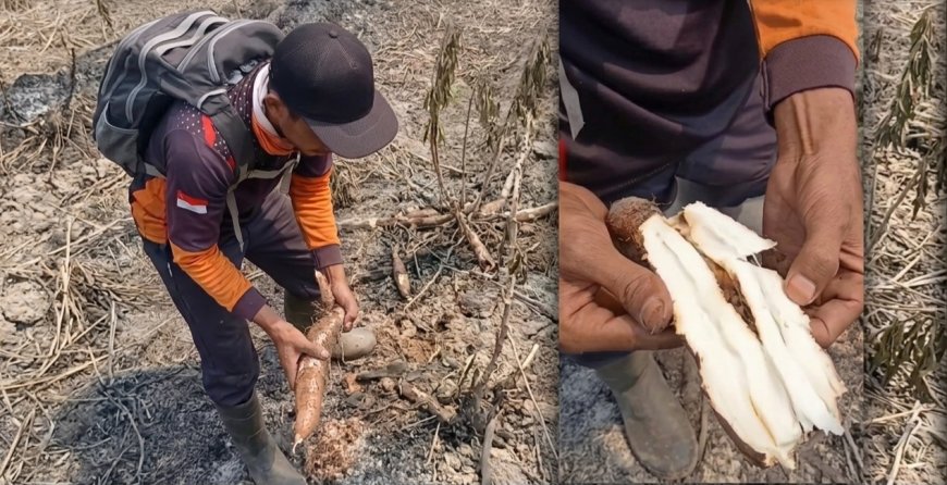 Momen Unik Pemadam Kebakaran Temukan Singkong Siap Makan di Lokasi Karhutla