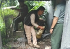 Evakuasi Buaya Coki Berlangsung Dramatis, Wike dan Sang Anak Menangis