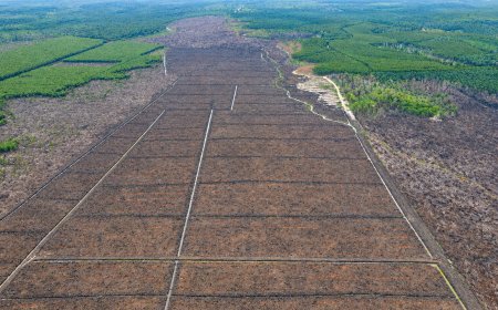 WALHI: Menteri ATR/BPN Harus Tindak Tegas Korporasi dan Jalankan Reforma Agraria