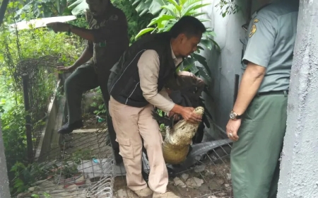 Evakuasi Buaya Coki Berlangsung Dramatis, Wike dan Sang Anak Menangis