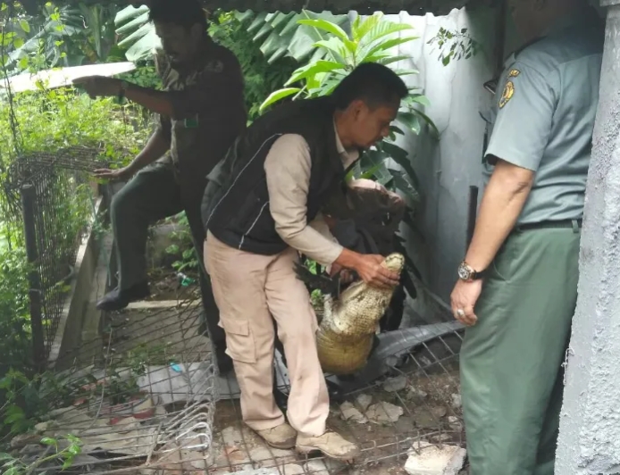 Evakuasi Buaya Coki Berlangsung Dramatis, Wike dan Sang Anak Menangis