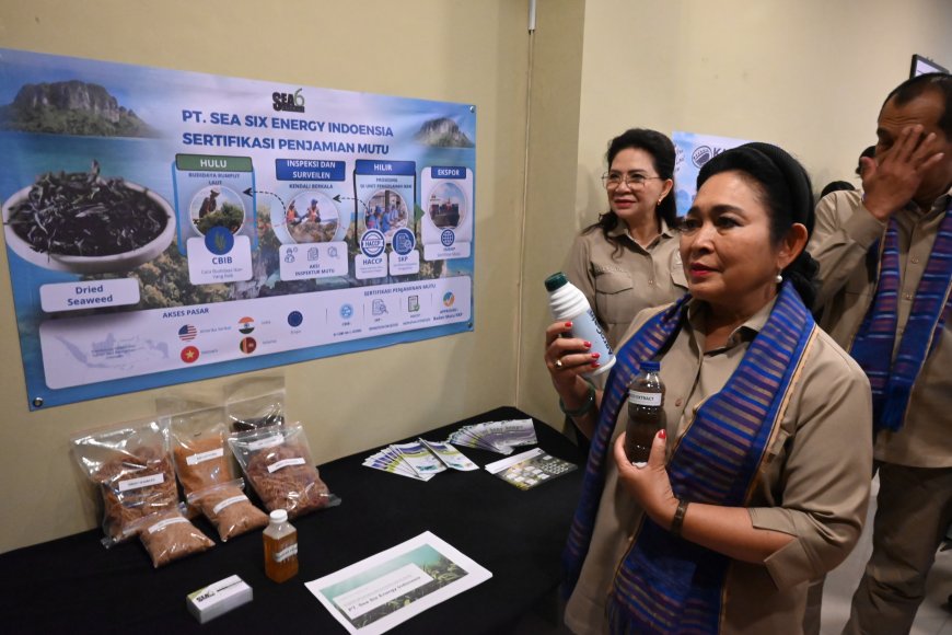 Rumput Laut Hanya Diekspor Mentah, Titiek Soeharto Minta Hilirisasi Sampai Produk Akhir