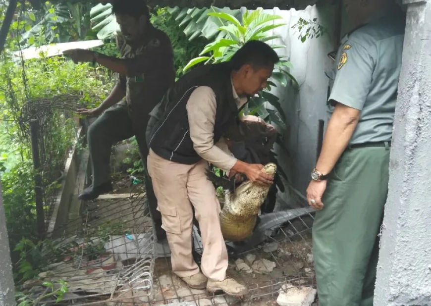 Evakuasi Buaya Coki Berlangsung Dramatis, Wike dan Sang Anak Menangis