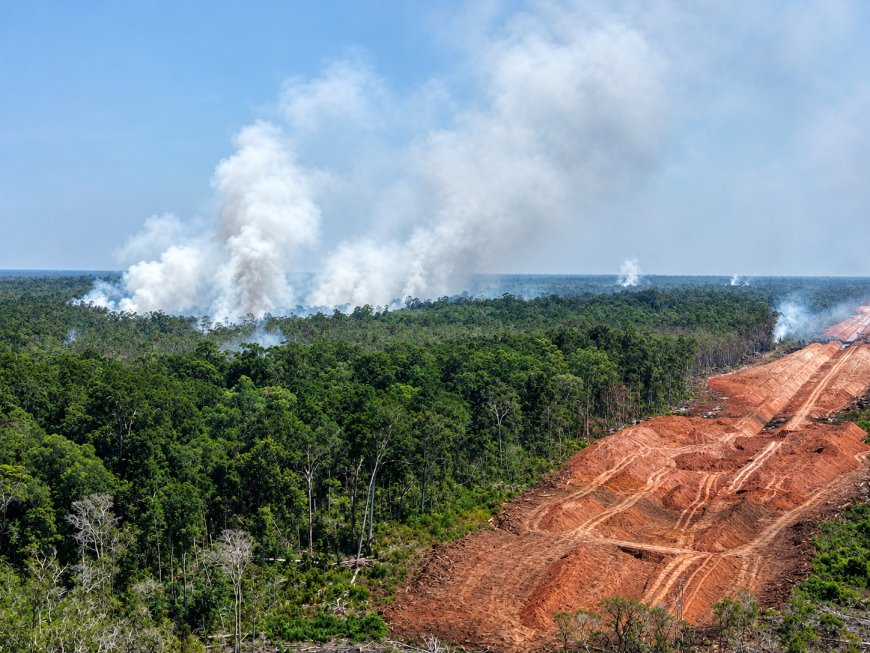 Benteng Terakhir Iklim Dikepung Api, Perparah Krisis Ekologis Papua